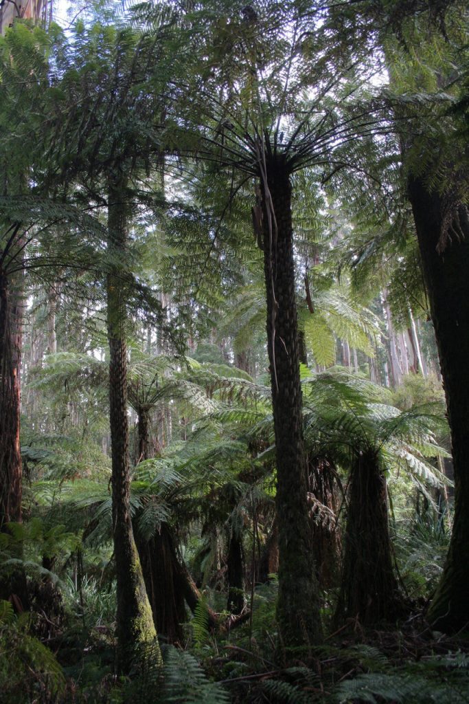 Tree ferns